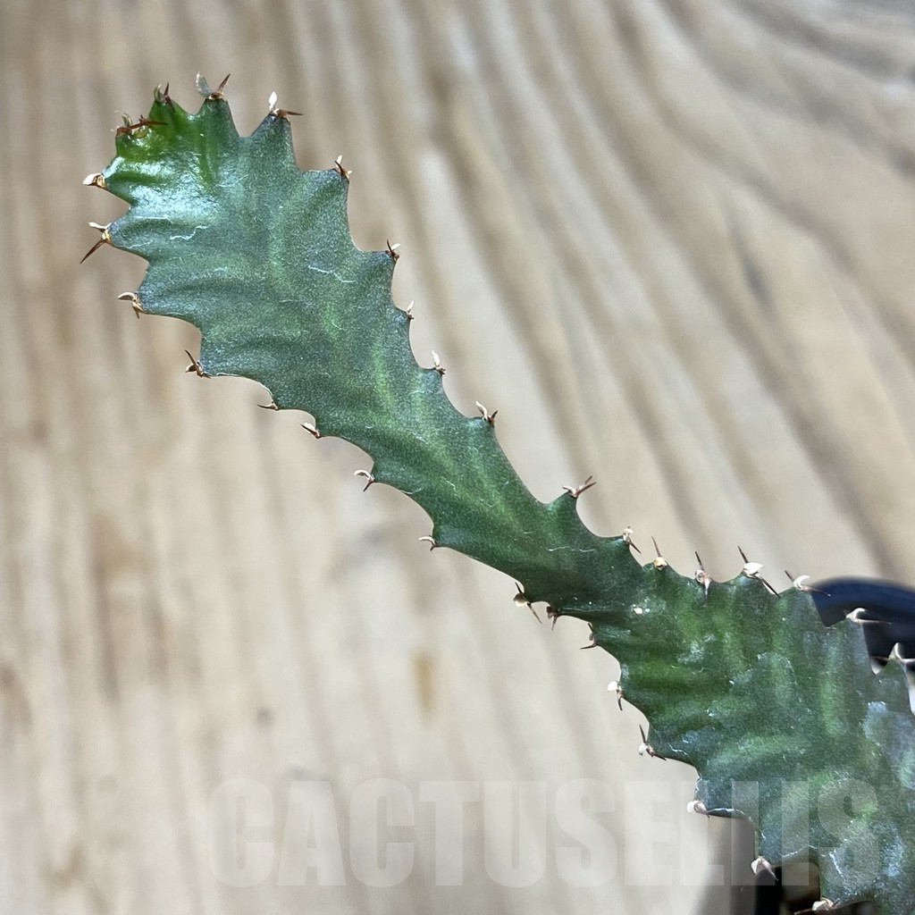 SHPR41291 Euphorbia stellata - Image 2