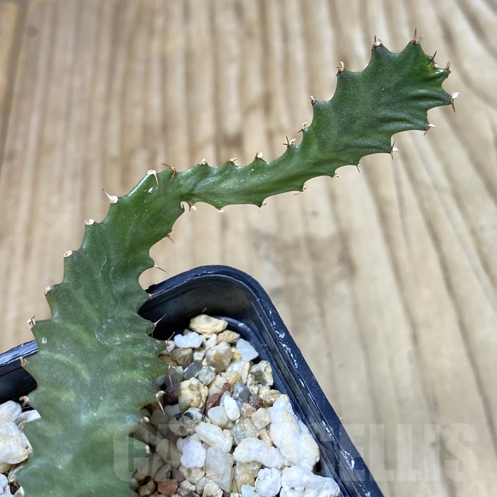 SHPR41291 Euphorbia stellata