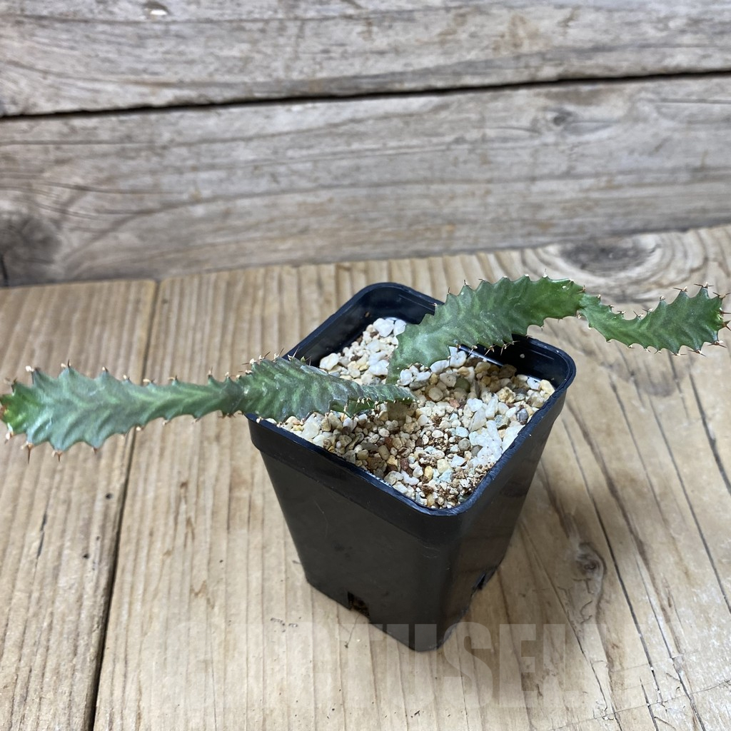 SHPR41291 Euphorbia stellata - Image 3