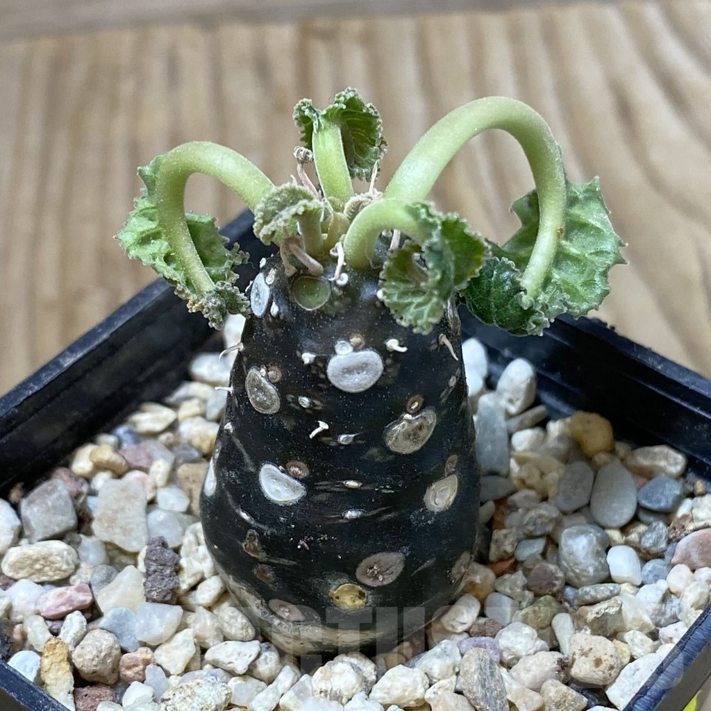 SHPR41292 Dorstenia foetida ‘Thamaka’