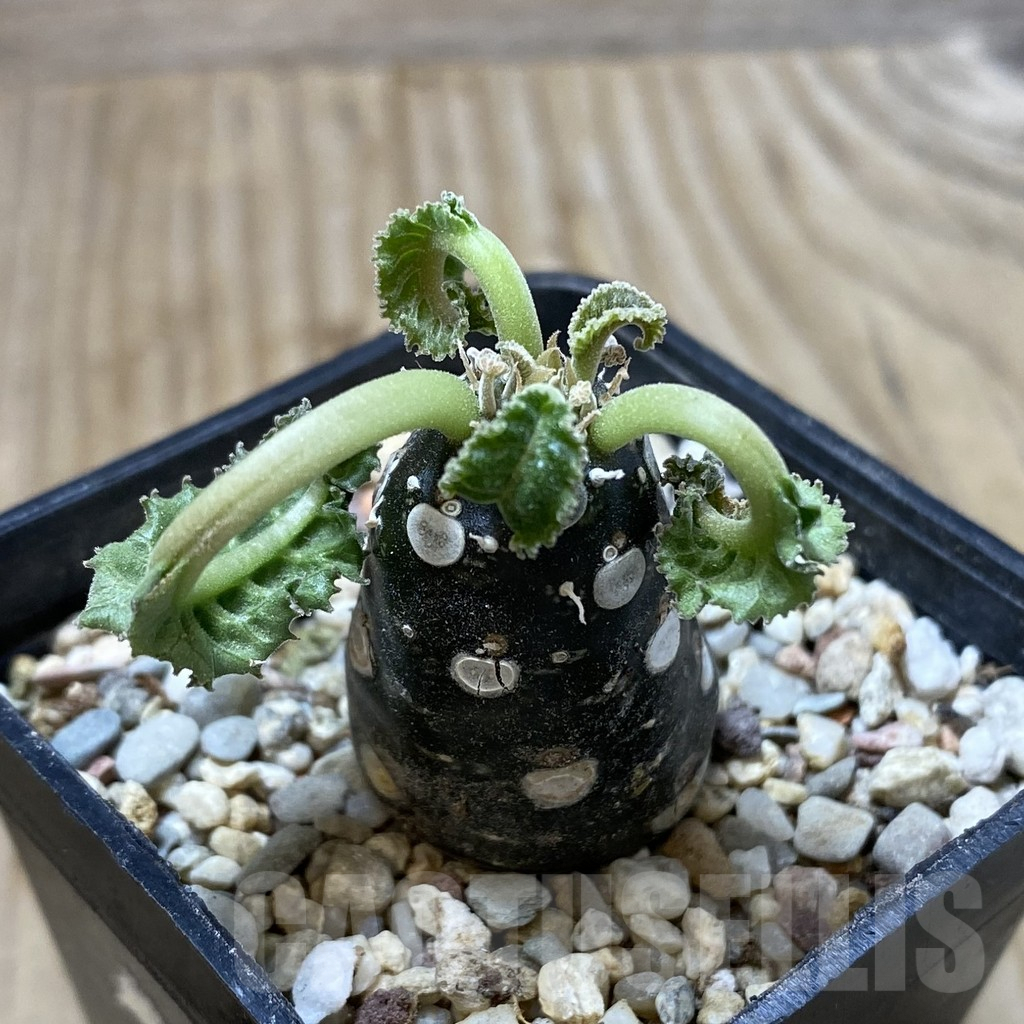 SHPR41292 Dorstenia foetida ‘Thamaka’ - Imagen 2