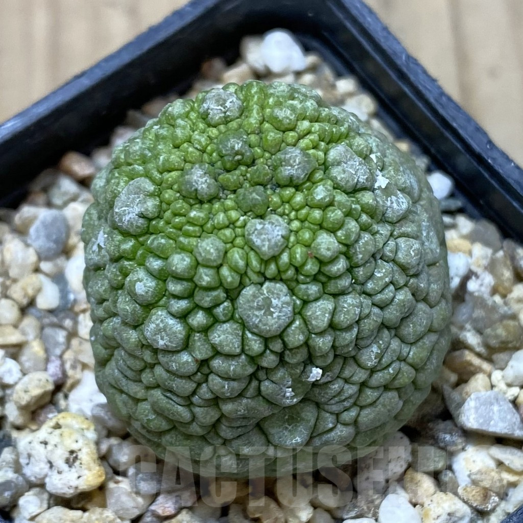 SHPR41245 Pseudolithos migiurtinus