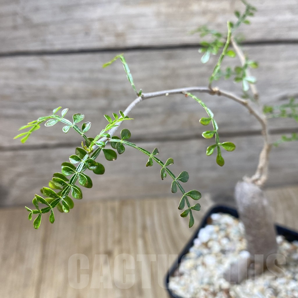 SHPR41297 Operculicarya decaryi