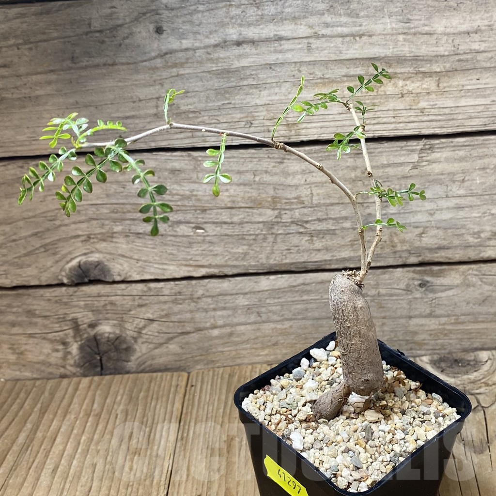 SHPR41297 Operculicarya decaryi - Obrázek 2