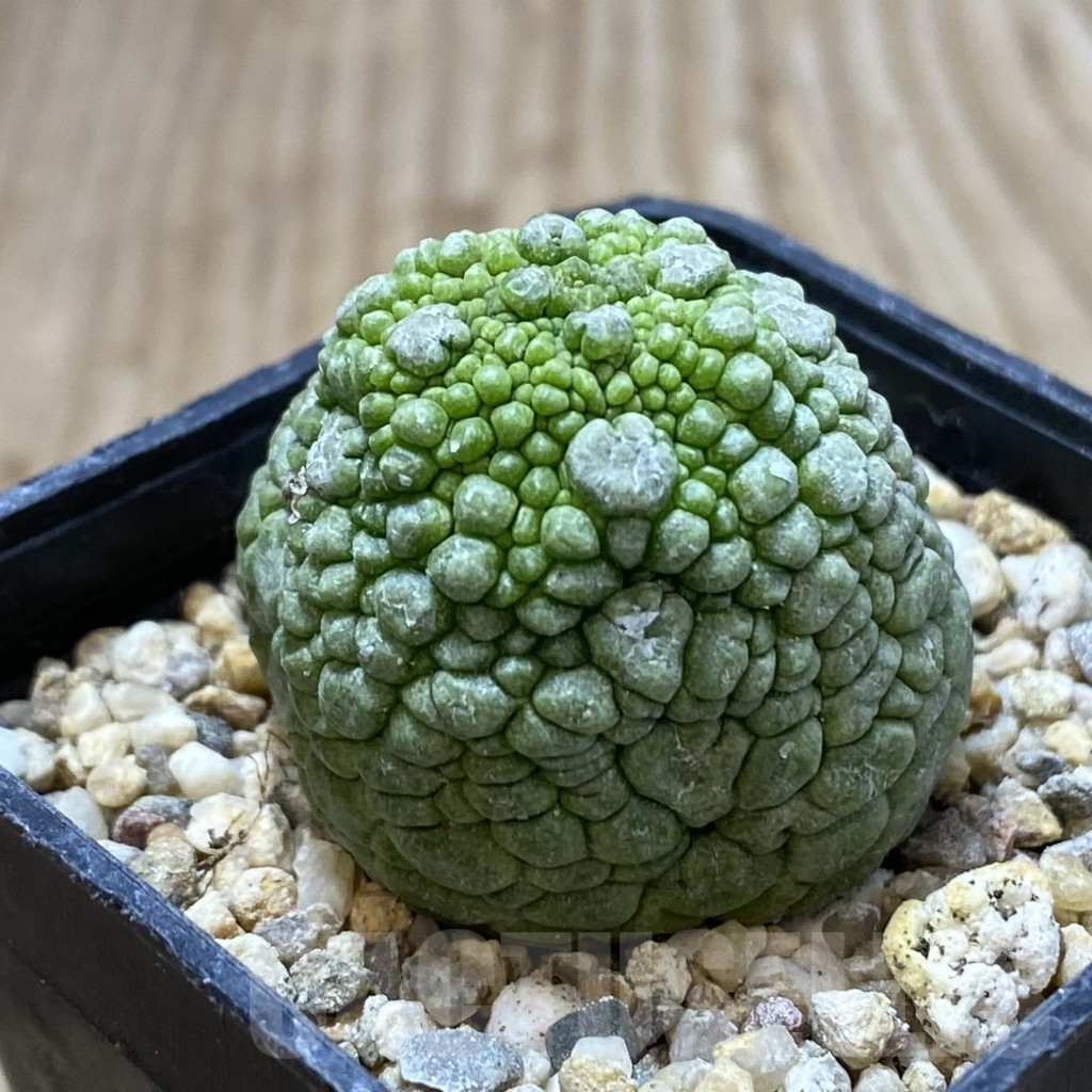 SHPR41245 Pseudolithos migiurtinus - Image 2