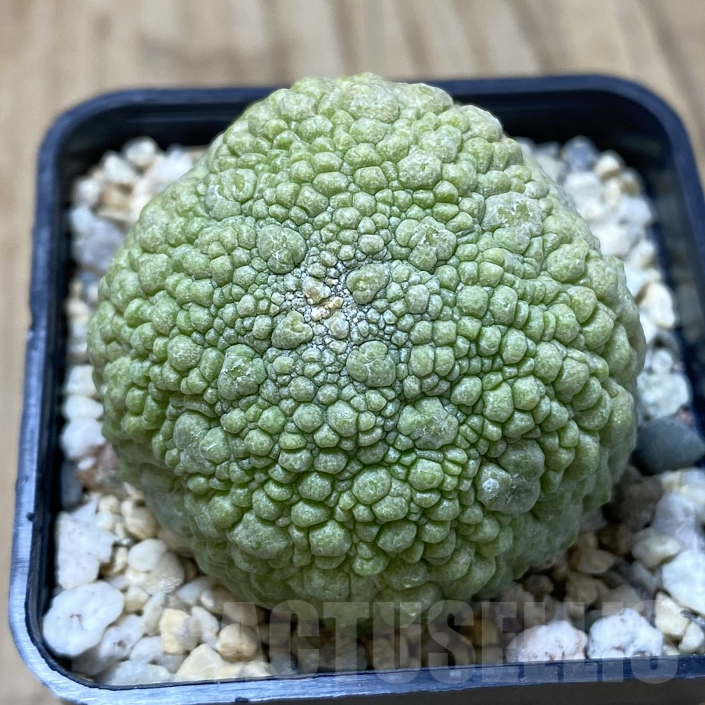 SHPR41247 Pseudolithos migiurtinus