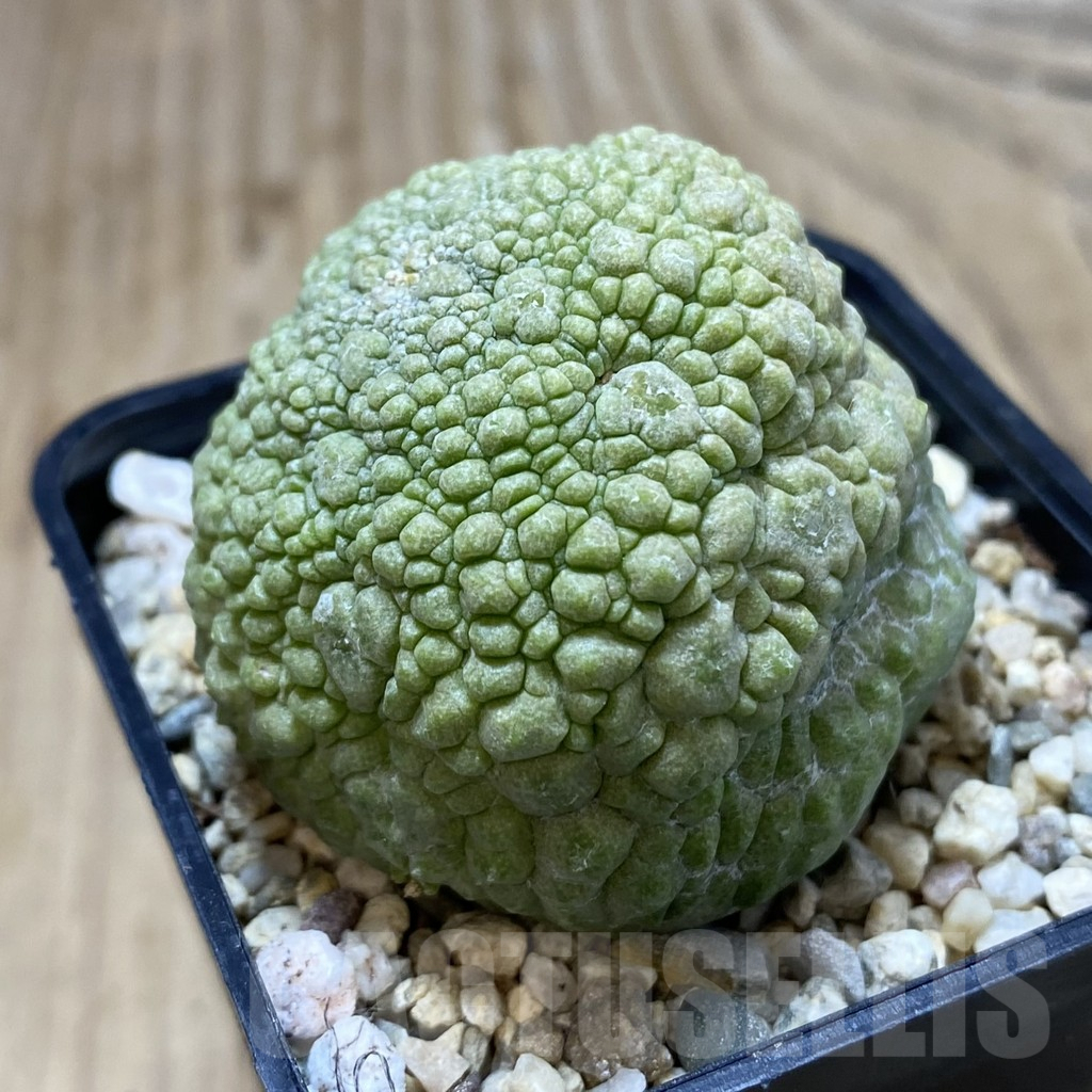 SHPR41247 Pseudolithos migiurtinus - Image 2