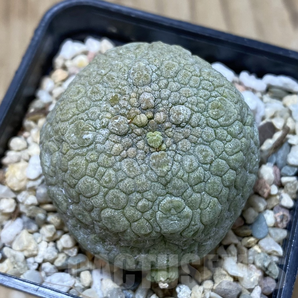 SHPR41248 Pseudolithos migiurtinus