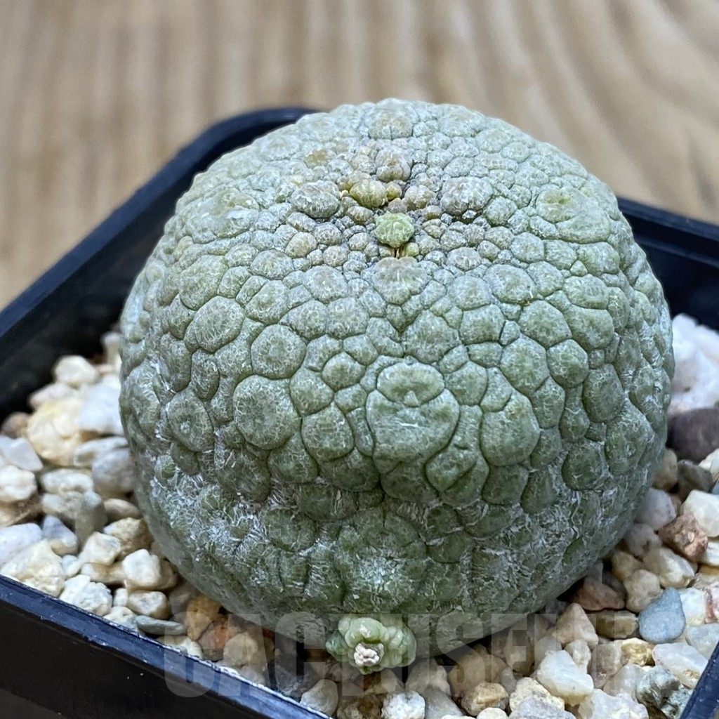 SHPR41248 Pseudolithos migiurtinus - Obrázek 2