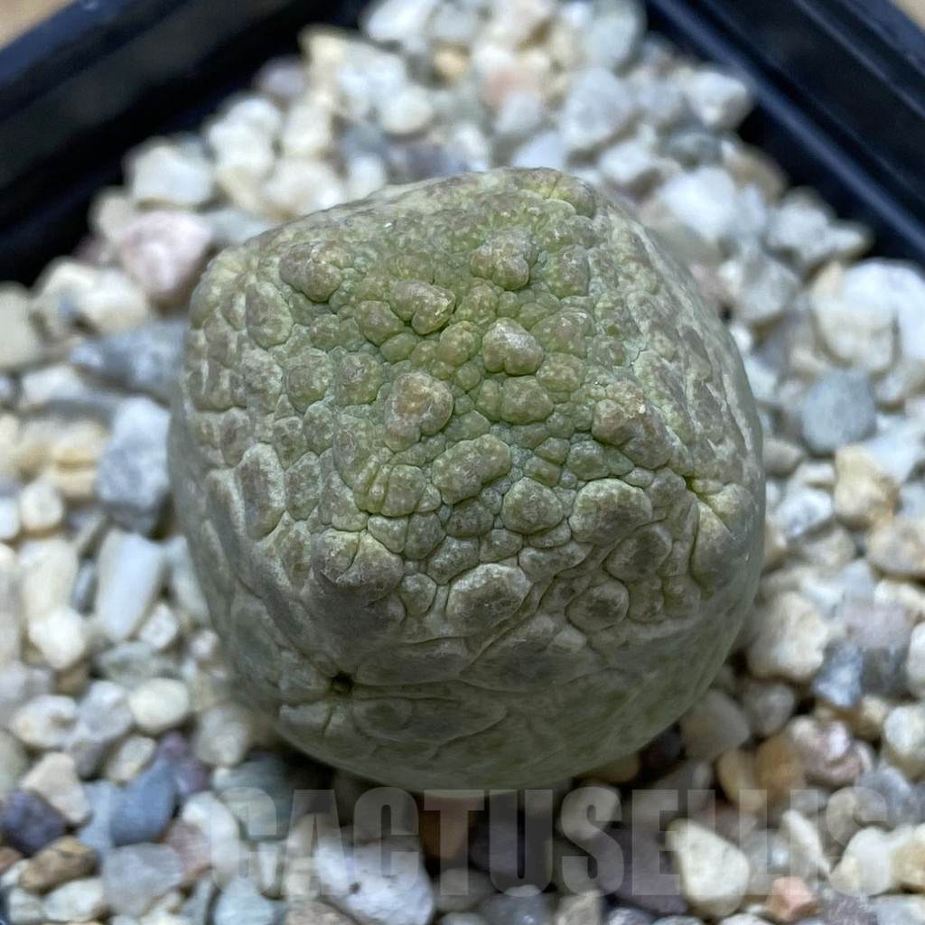 SHPR41250 Pseudolithos cubiformis