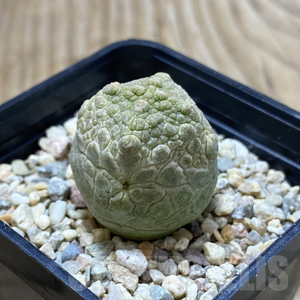 SHPR41250 Pseudolithos cubiformis - Obrázek 2