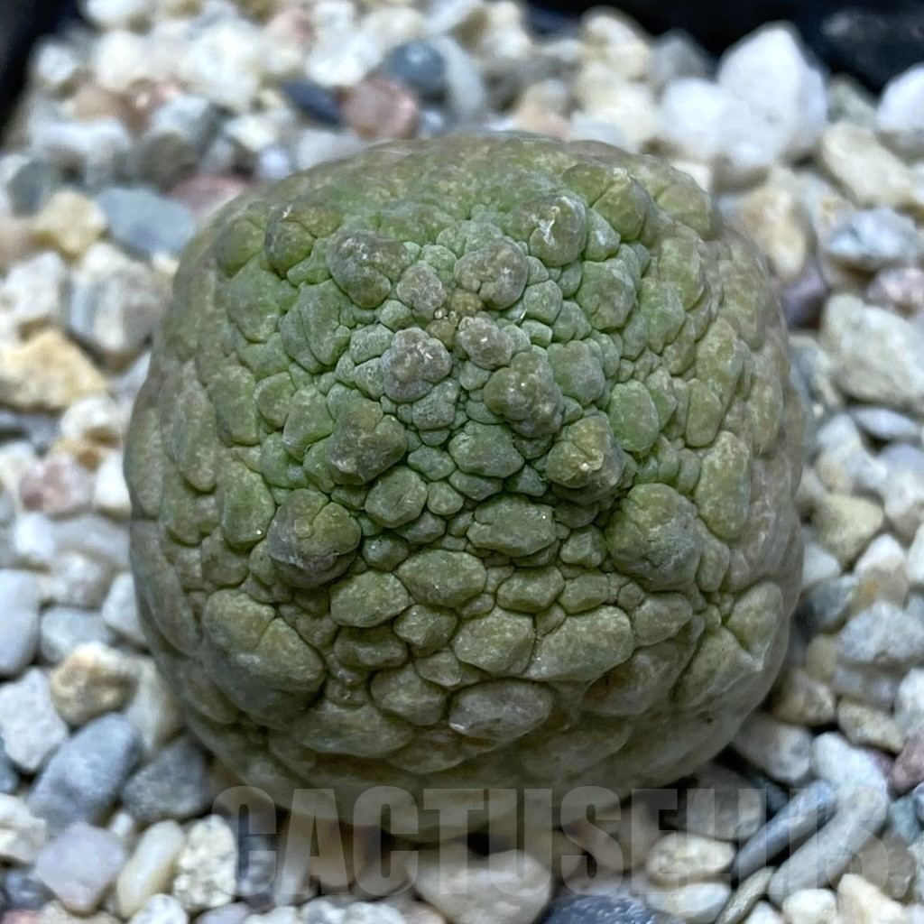 SHPR41251 Pseudolithos cubiformis