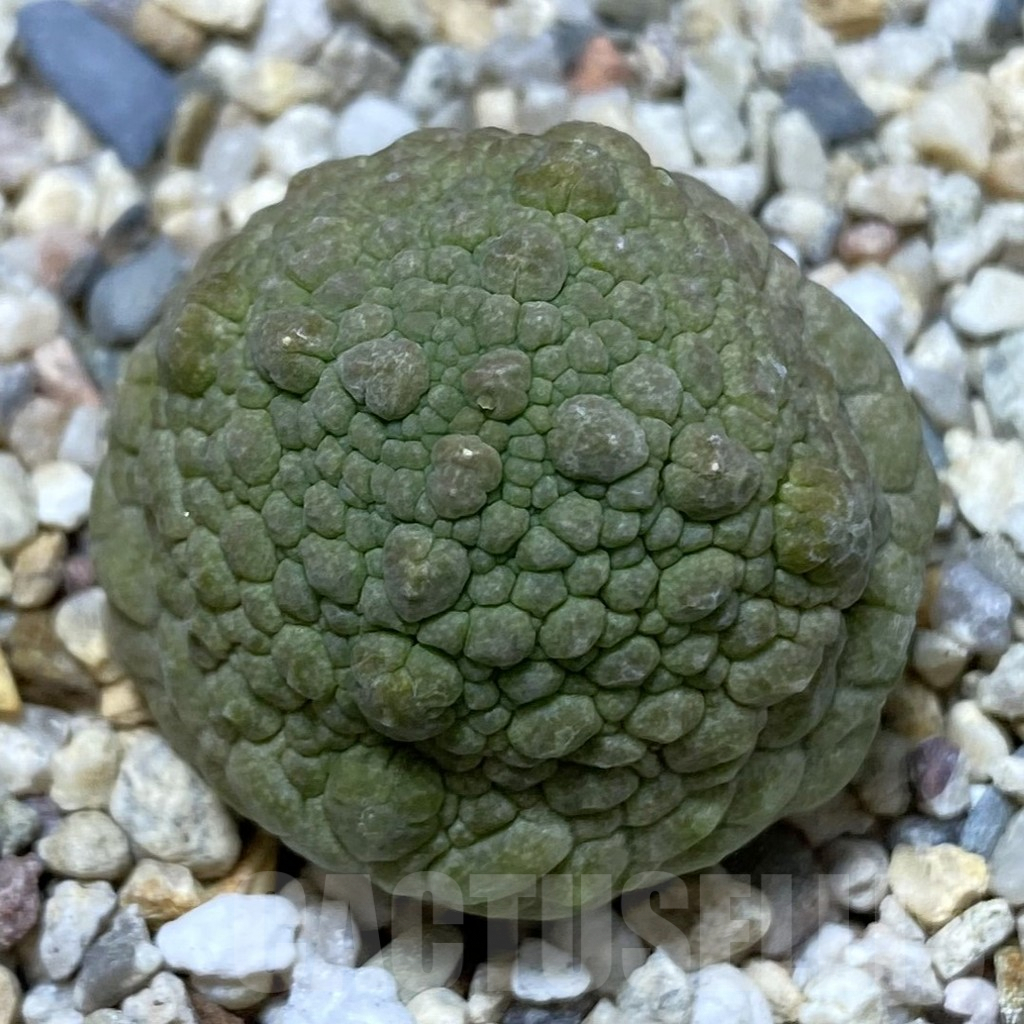 SHPR41253 Pseudolithos cubiformis