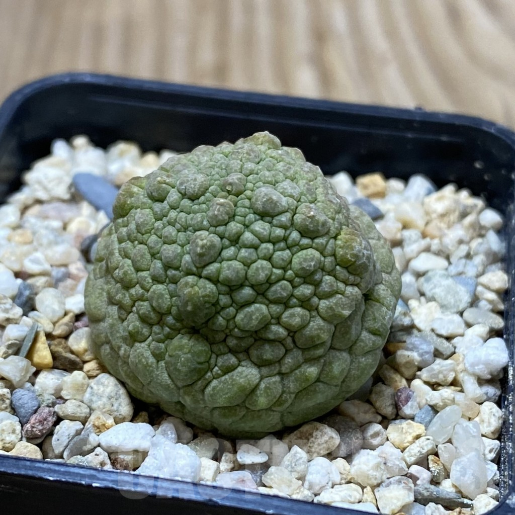 SHPR41253 Pseudolithos cubiformis - Image 2