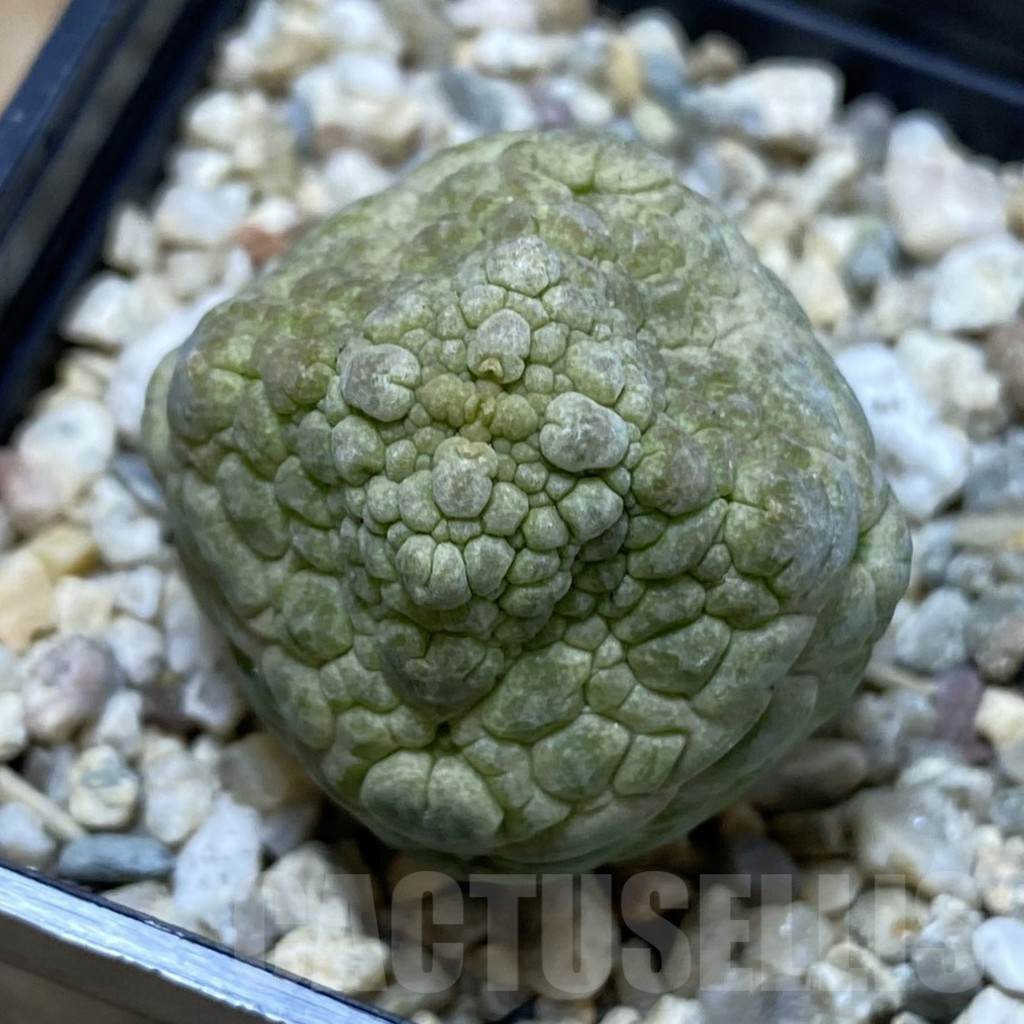 SHPR41254 Pseudolithos cubiformis