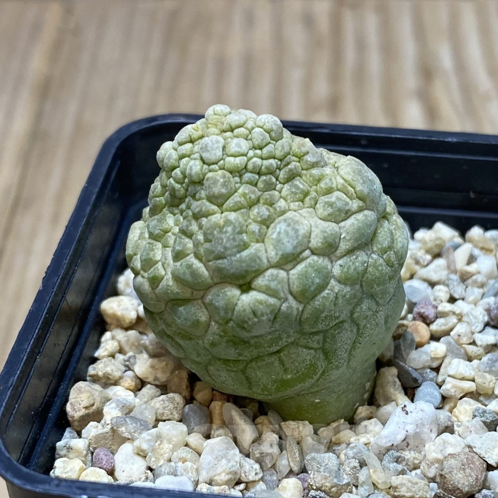 SHPR41254 Pseudolithos cubiformis - Image 2