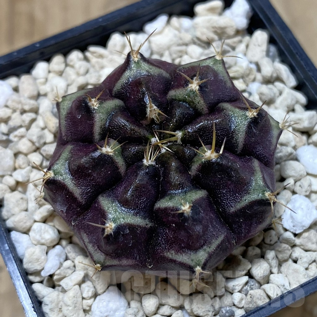 SH1210 Gymnocalycium mihanovichii ‘Day dream’, seedling