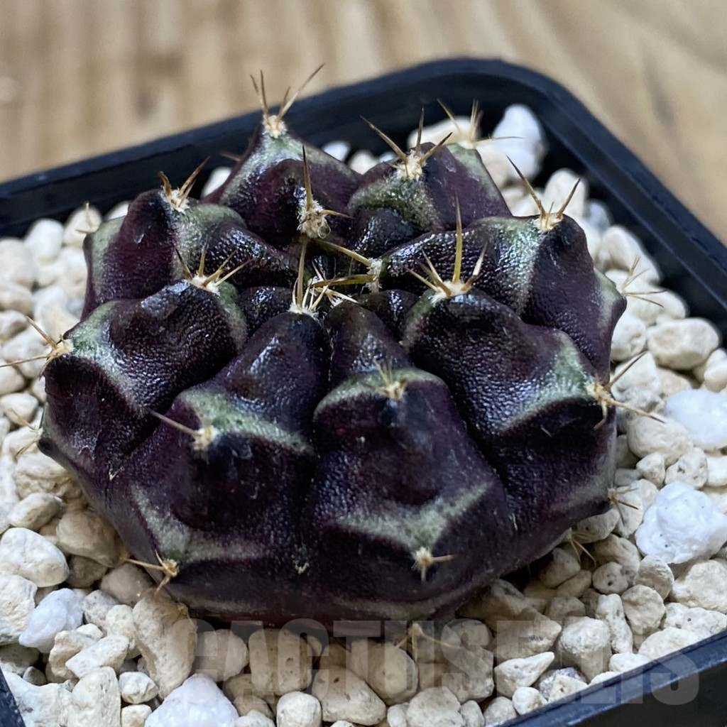 SH1210 Gymnocalycium mihanovichii ‘Day dream’, seedling - Imagen 2