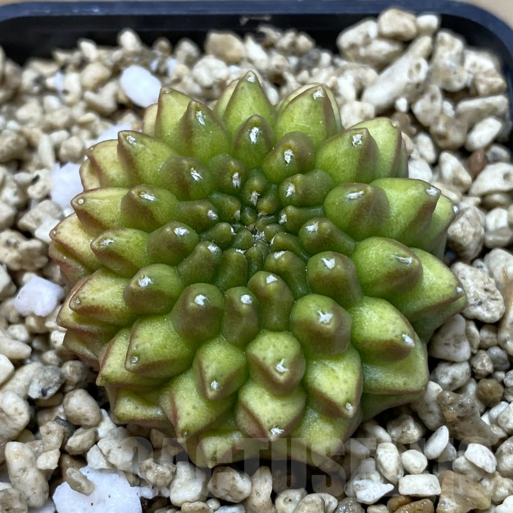 SHPR41258 Gymnocalycium mihanovichii ‘inermis’