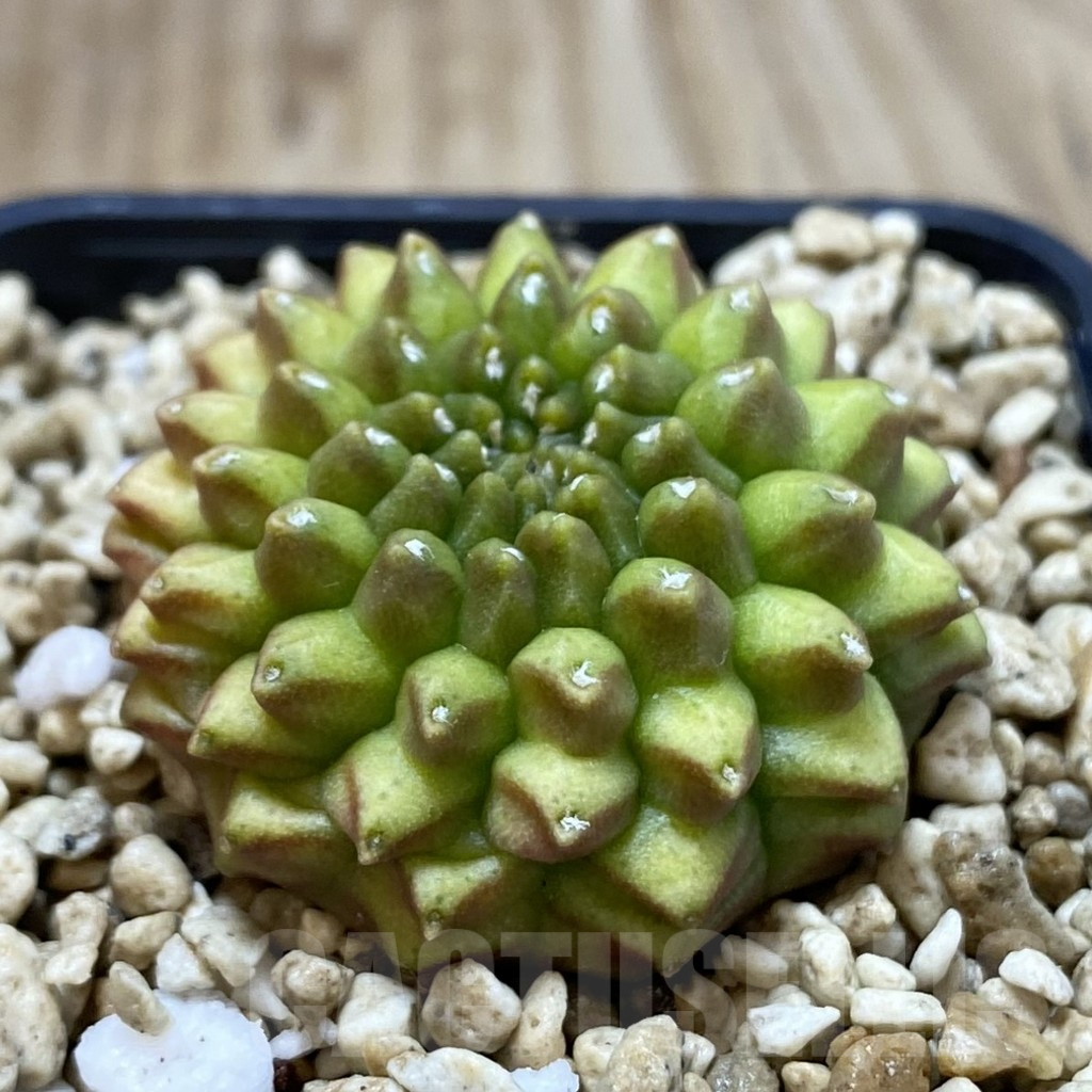 SHPR41258 Gymnocalycium mihanovichii ‘inermis’ - Image 2