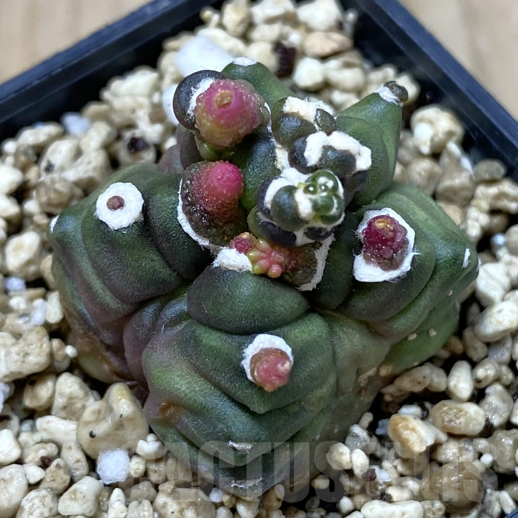 SHPR41260 Gymnocalycium mihanovichii ‘Transformer’
