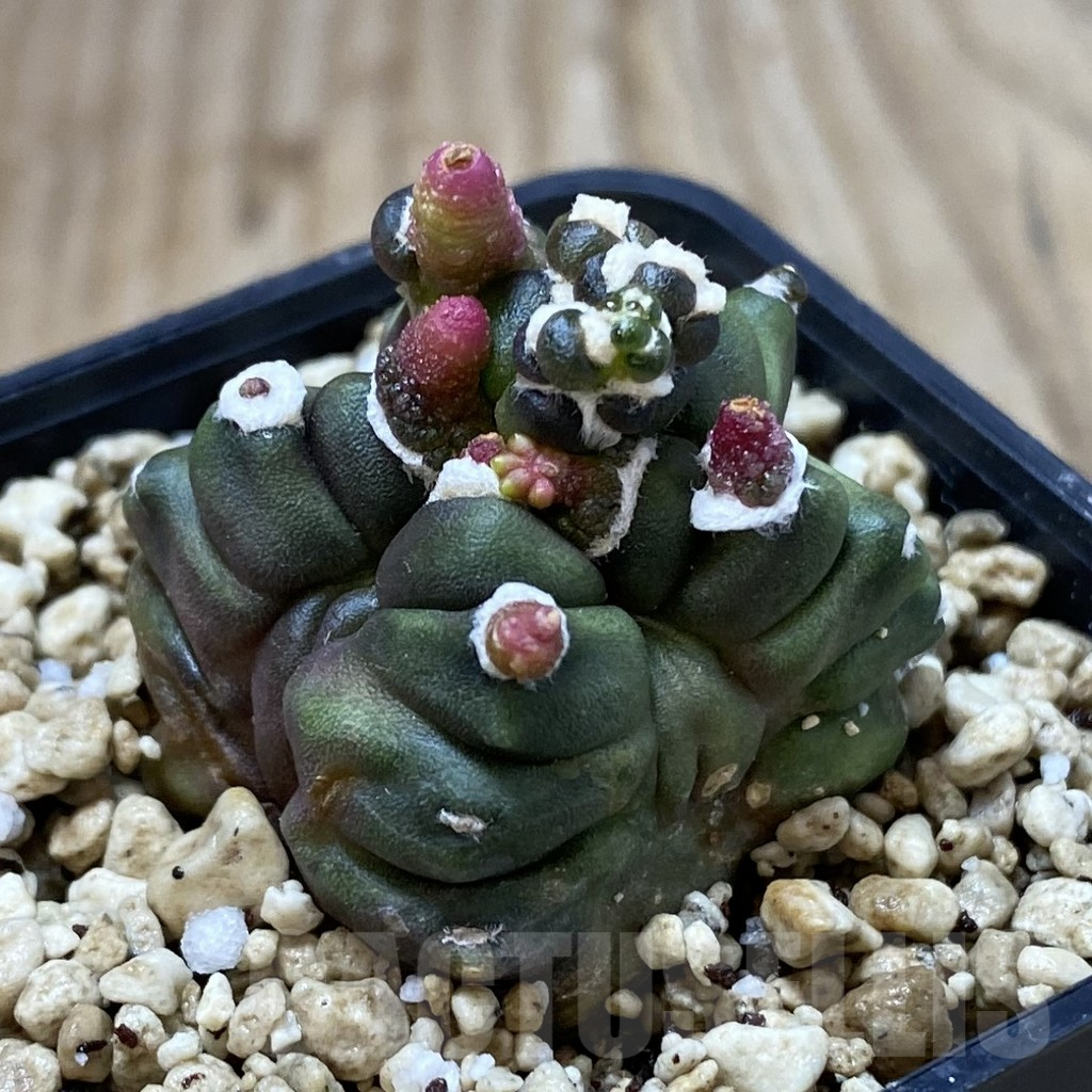 SHPR41260 Gymnocalycium mihanovichii ‘Transformer’ - Image 2