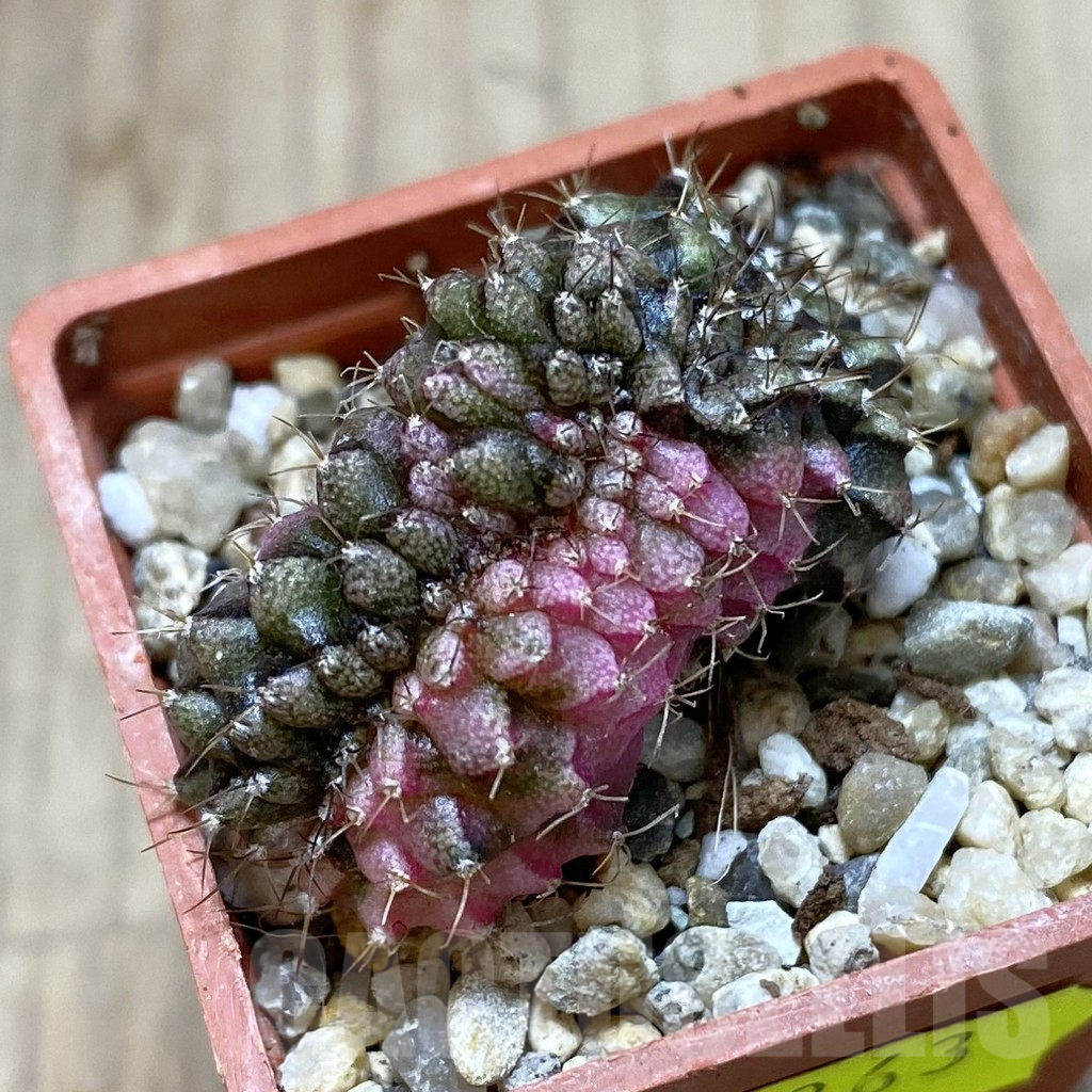 SHPR41263 Gymnocalycium mihanovichii variegata f. cristata