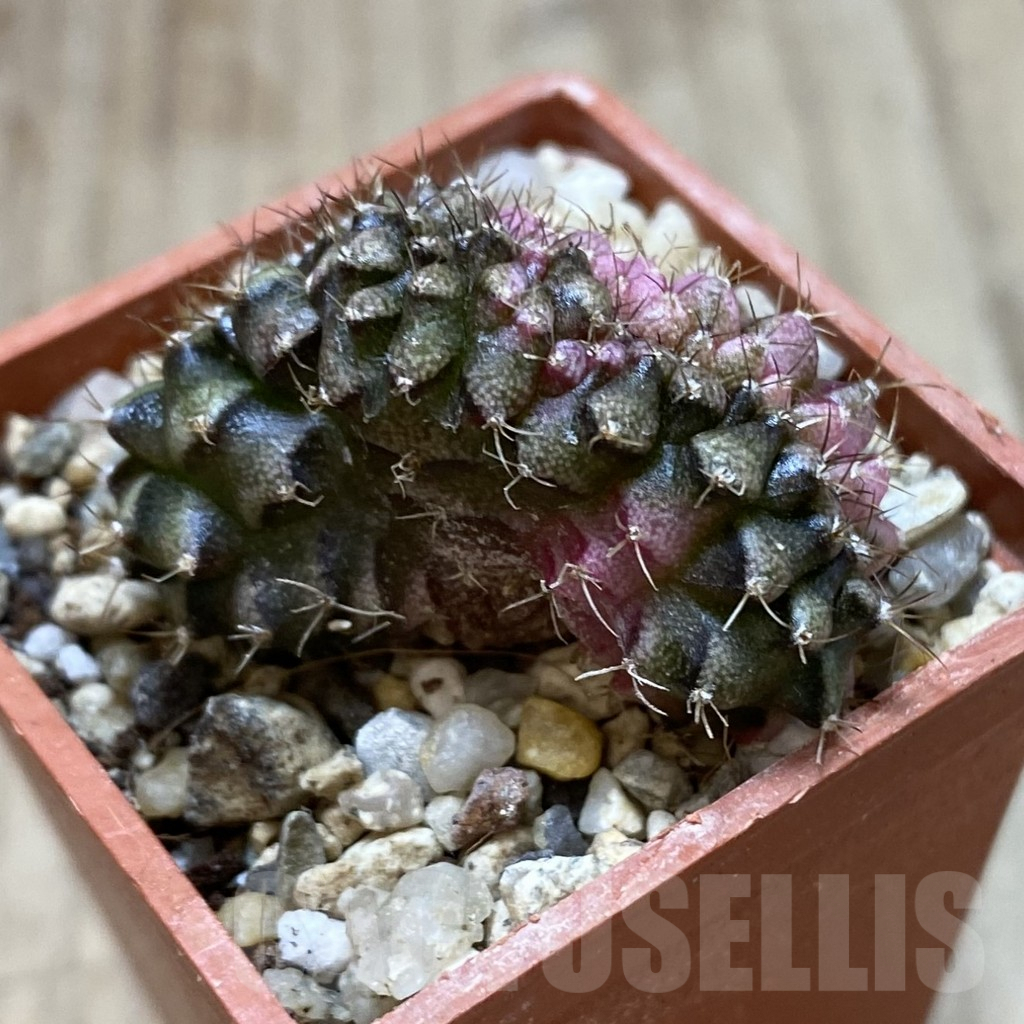SHPR41263 Gymnocalycium mihanovichii variegata f. cristata - Image 2
