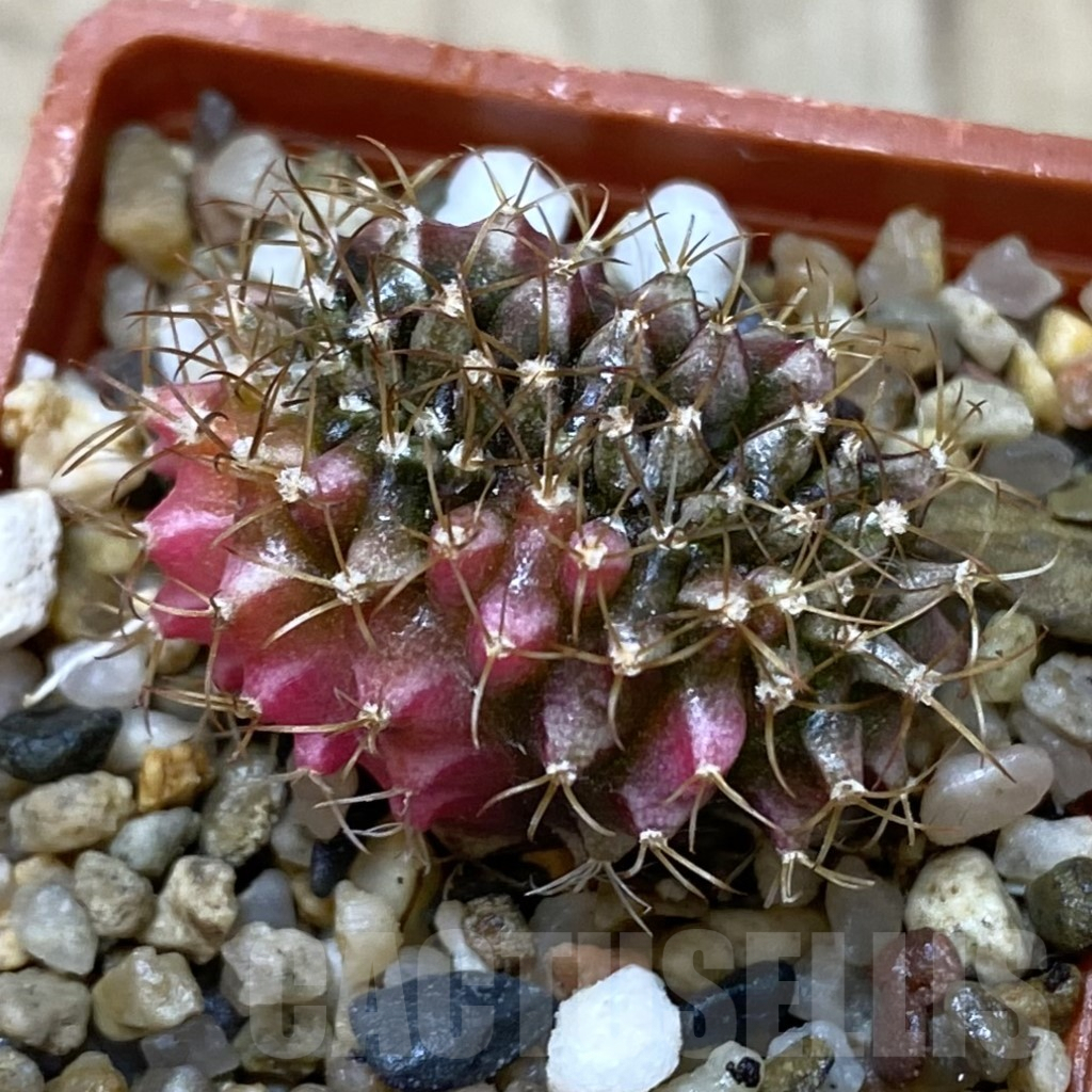 SH1216 Gymnocalycium mihanovichii variegata f. cristata
