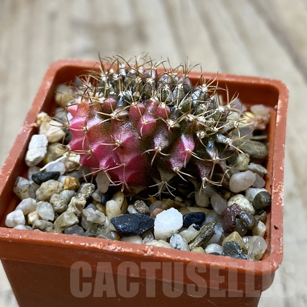 SH1216 Gymnocalycium mihanovichii variegata f. cristata - Image 2