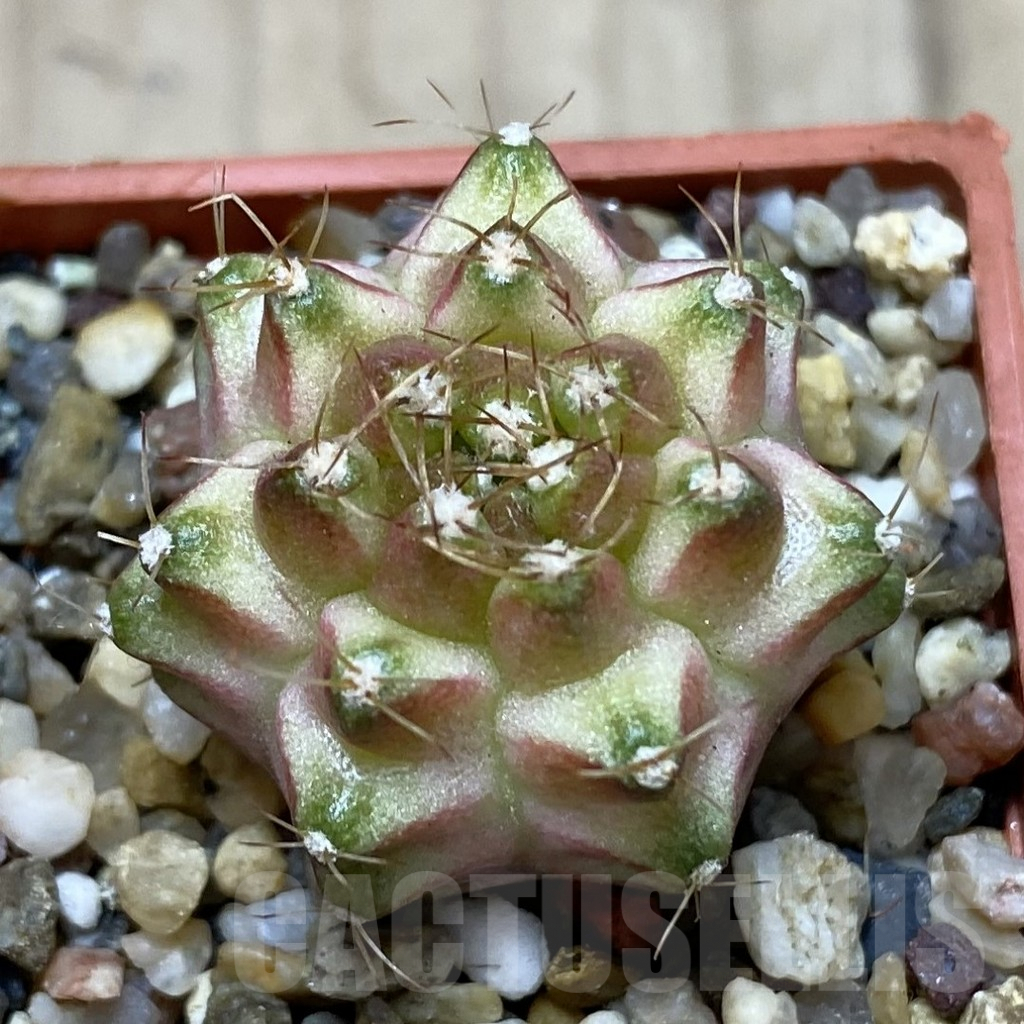 SHPR41266 Gymnocalycium mihanovichii ‘Neon’