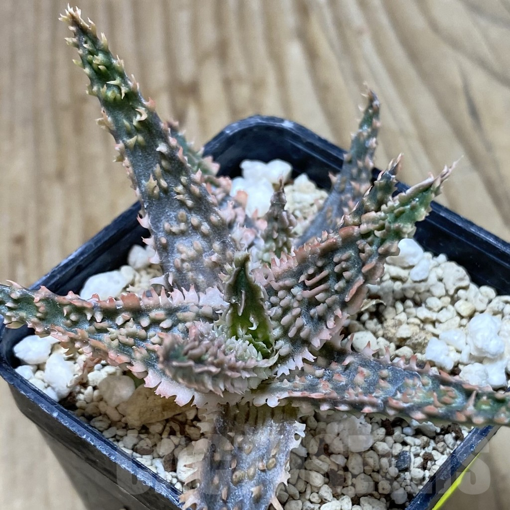 SHPR41242 Aloe TCT hybrid