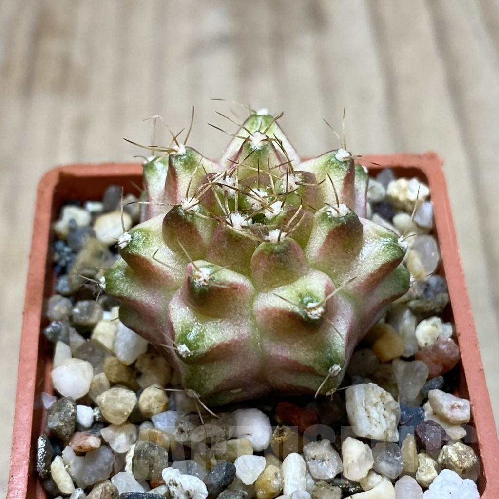 SHPR41266 Gymnocalycium mihanovichii ‘Neon’ - immagine 2
