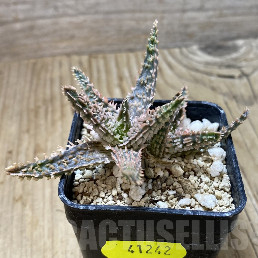 SHPR41242 Aloe TCT hybrid - Obrázek 2