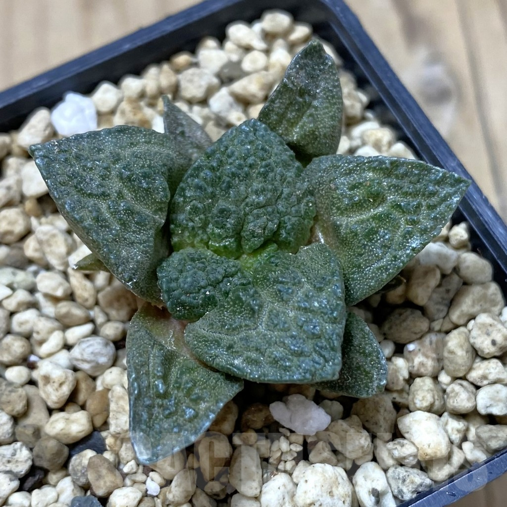 SHPR41270 Ariocarpus fissuratus 'Godzilla' hybrid, seedling