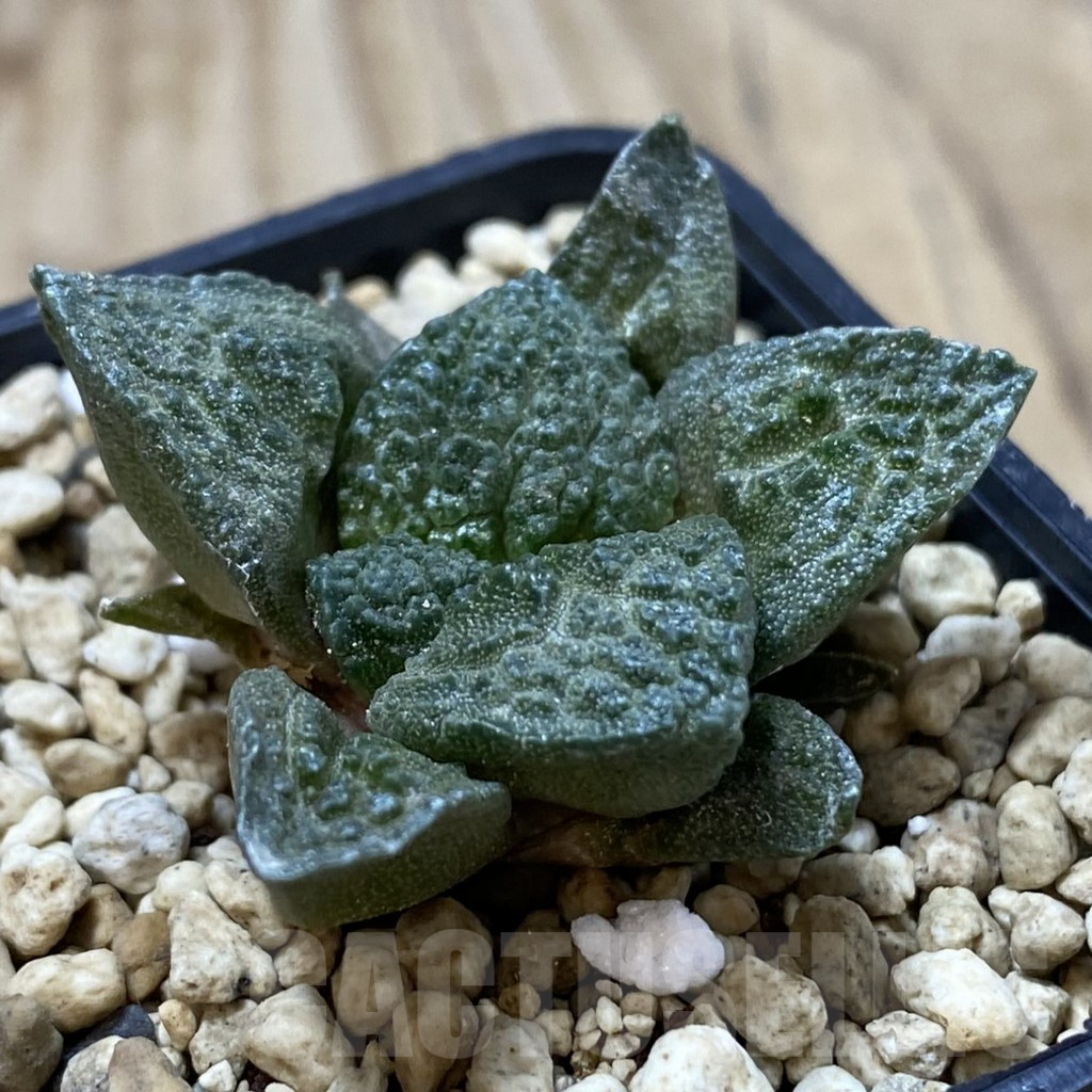 SHPR41270 Ariocarpus fissuratus 'Godzilla' hybrid, seedling - immagine 2