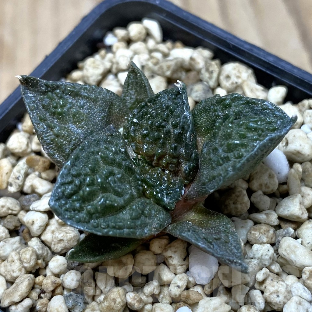 SHPR41271 Ariocarpus fissuratus 'Godzilla' hybrid, seedling