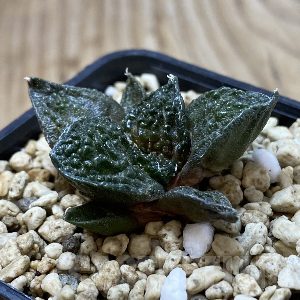 SHPR41271 Ariocarpus fissuratus 'Godzilla' hybrid, seedling - Зображення 2