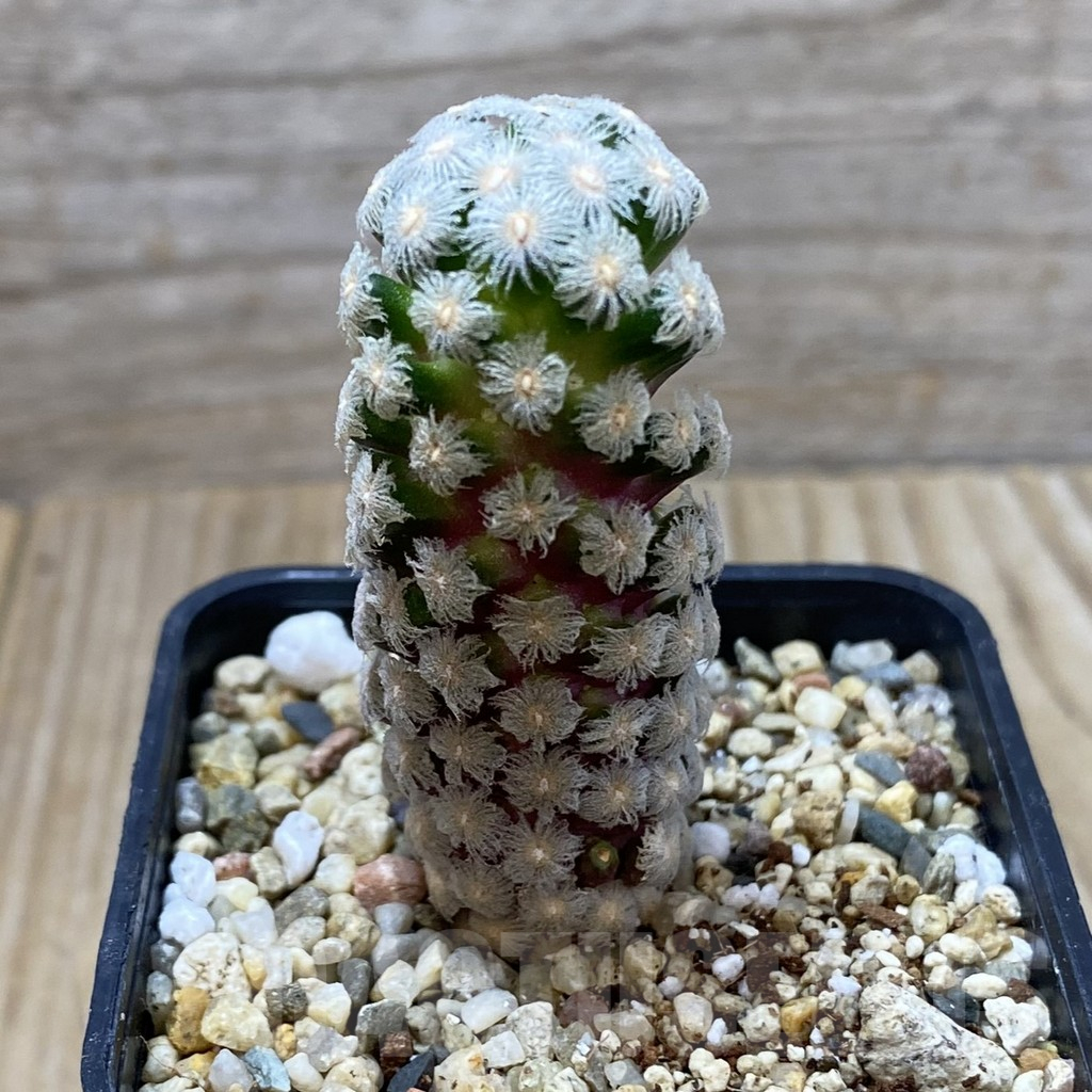 SHPR41334 Mammillaria theresae - Image 2