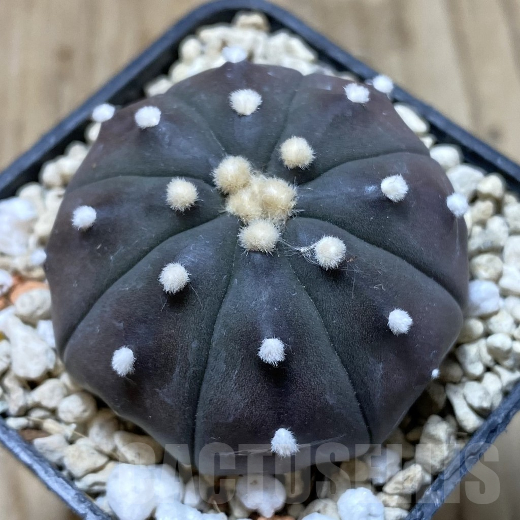 SHPR41338 Astrophytum asterias 'Red Purple Skin'