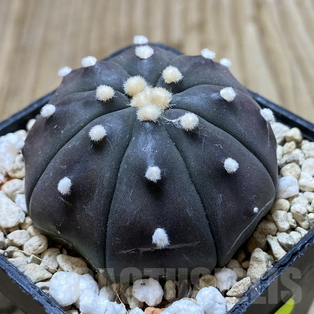 SHPR41338 Astrophytum asterias 'Red Purple Skin' - Image 2