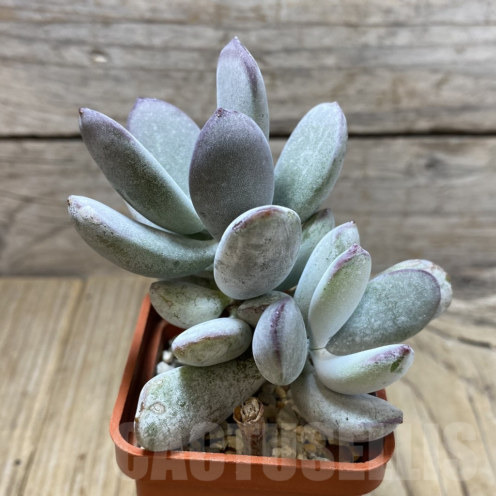 SHPR41339 Cotyledon orbiculata ‘Oophylla’ - Image 2