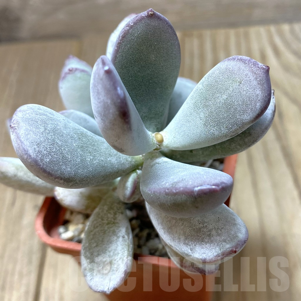 SHPR41339 Cotyledon orbiculata ‘Oophylla’