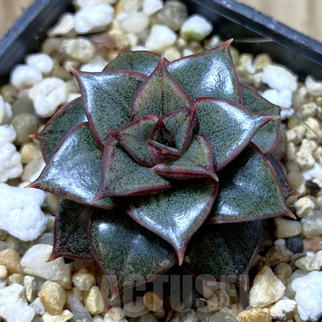 SHPR41340 Echeveria purpusorum ‘Monocerotis’ hybrid