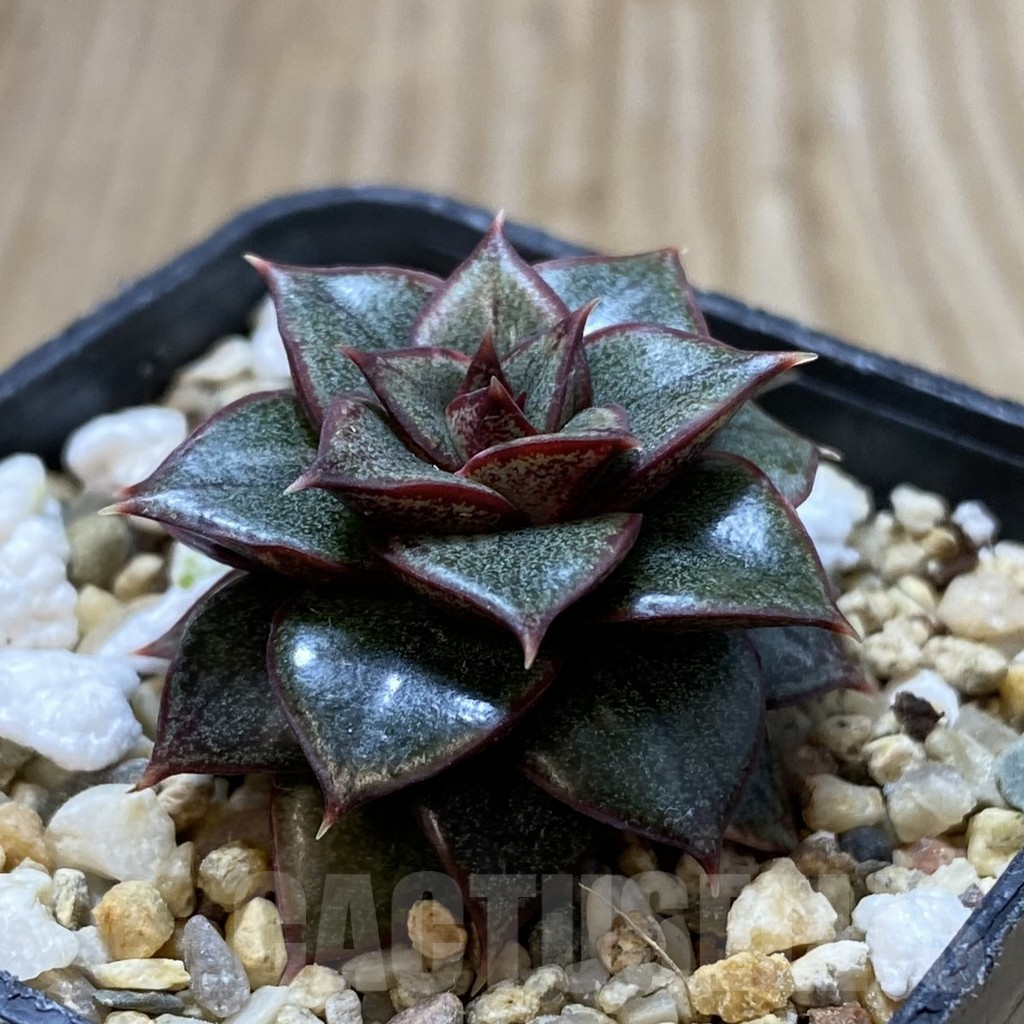 SHPR41340 Echeveria purpusorum ‘Monocerotis’ hybrid - Image 2