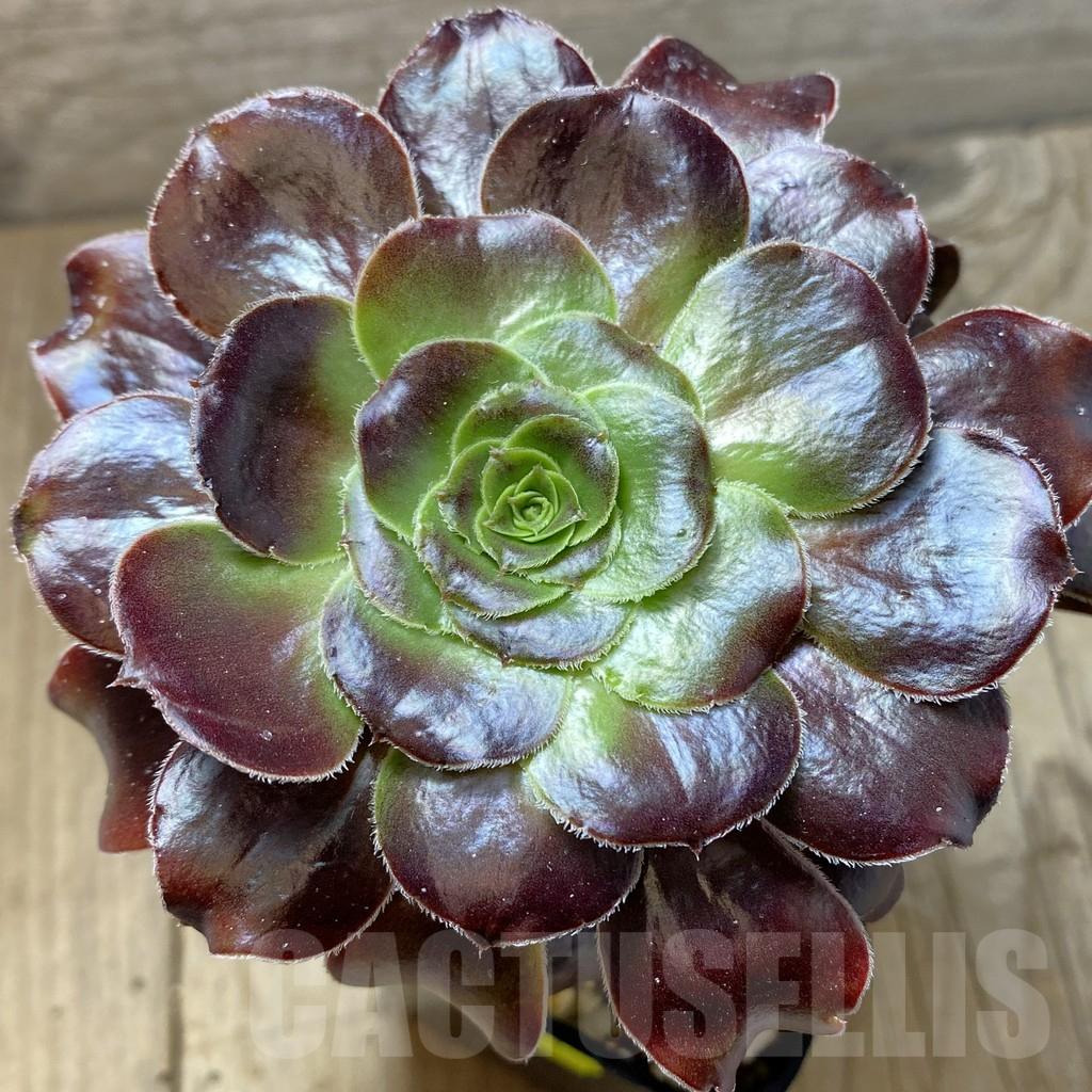 SHPR41341 Aeonium 'Garnet'