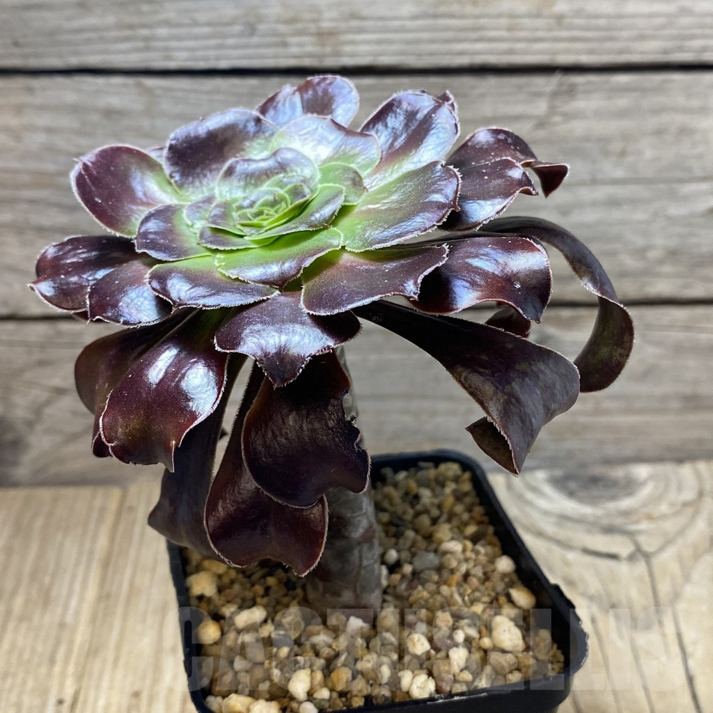 SHPR41341 Aeonium 'Garnet' - Image 2
