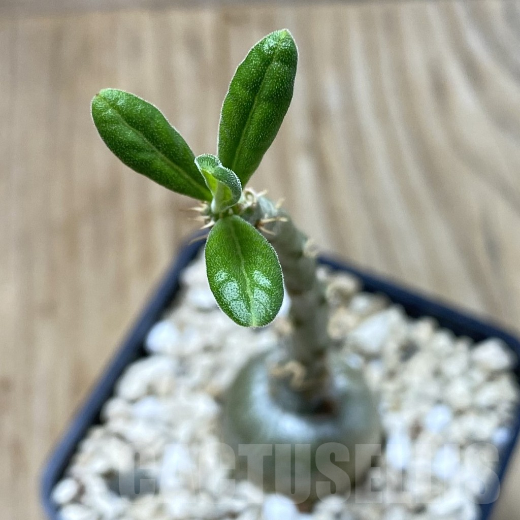 SHPR41342 Pachypodium succulentum