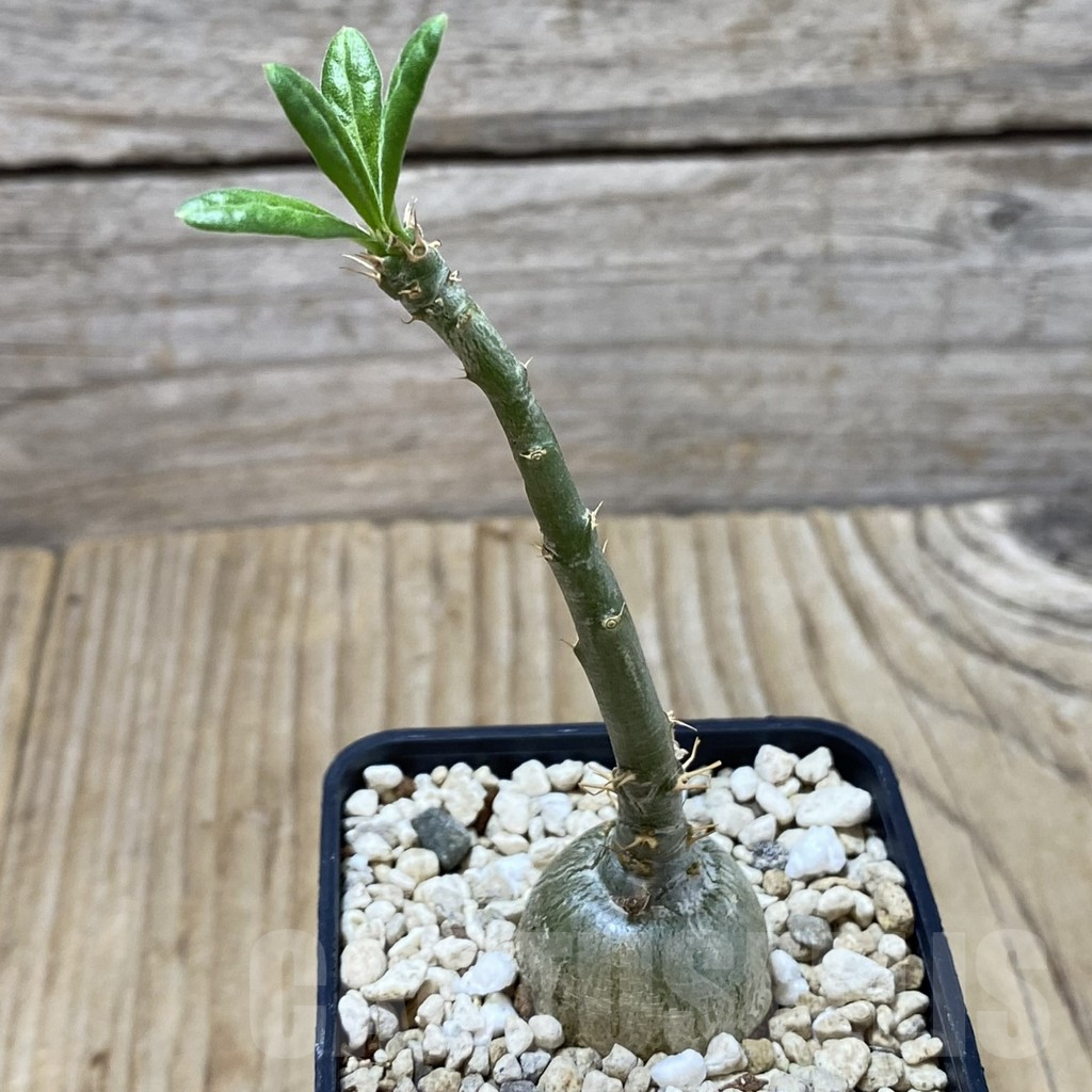 SHPR41342 Pachypodium succulentum - Image 2