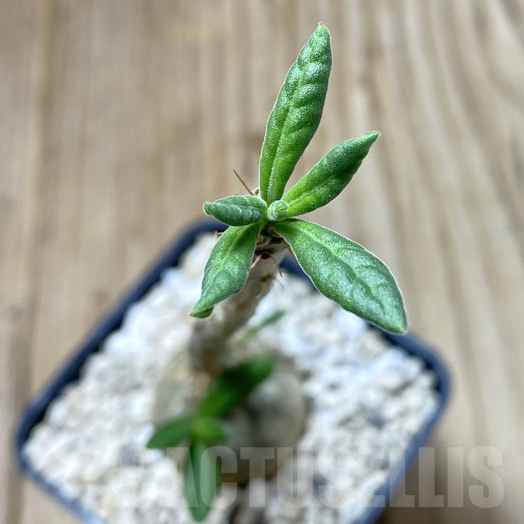 SHPR41343 Pachypodium succulentum